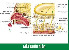 Chữa sổ mũi, ngạt mũi do Covid